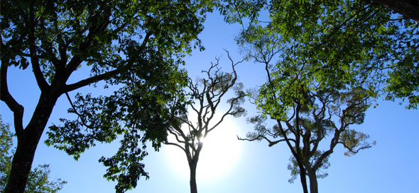 &Aacute;rea de Corte